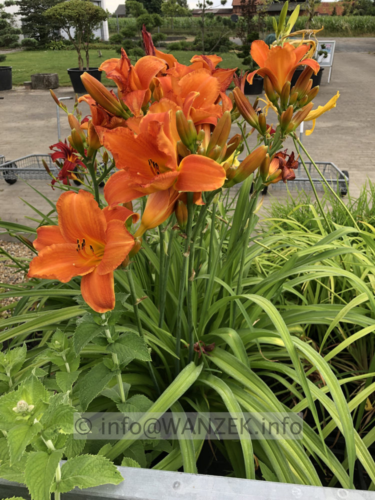 Hemerocallis Mauna Loa 002.JPG